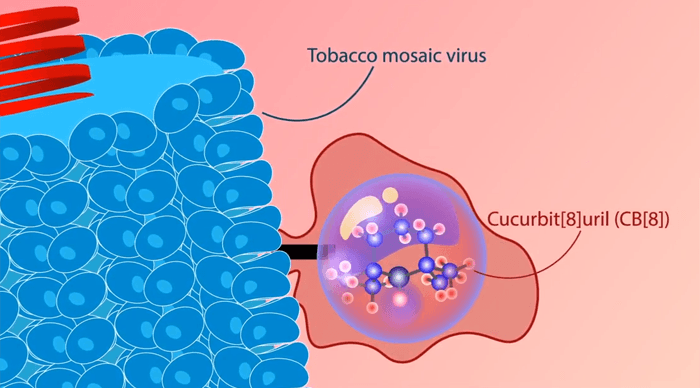 Illustration of tobacco mosaic virus and cucurbit 8 uril.