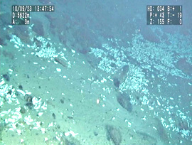 The extensive Calyptogena clam community at 5622 meters deep.