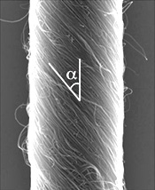 Scanning Electron Micrograph image